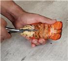 Ciseaux crustacés inox